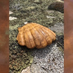 Coquille Saint-Jacques en bois